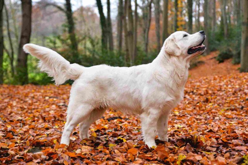 English Cream Golden Retriever: A Complete Guide