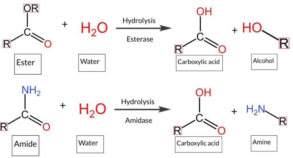 ester hydrolysis and formation