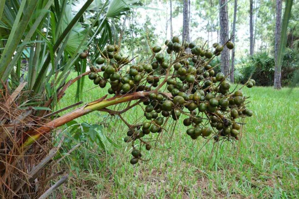 saw palmetto berry extract